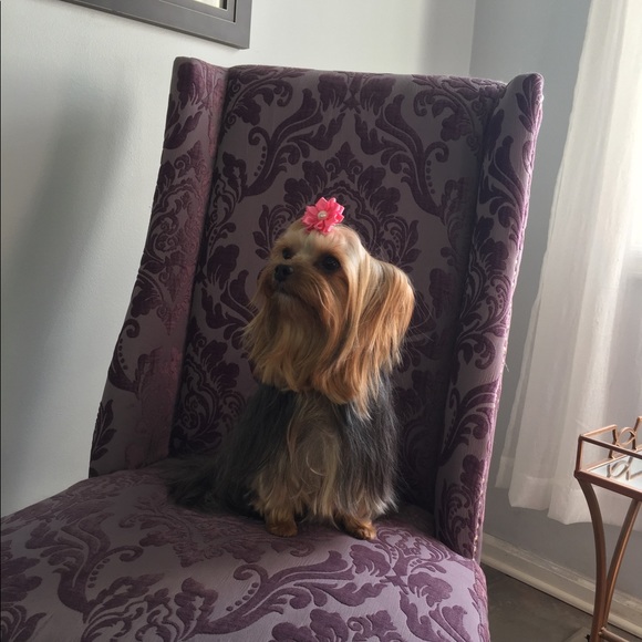 Meet your Posher, Darcés - Picture 1 of 1